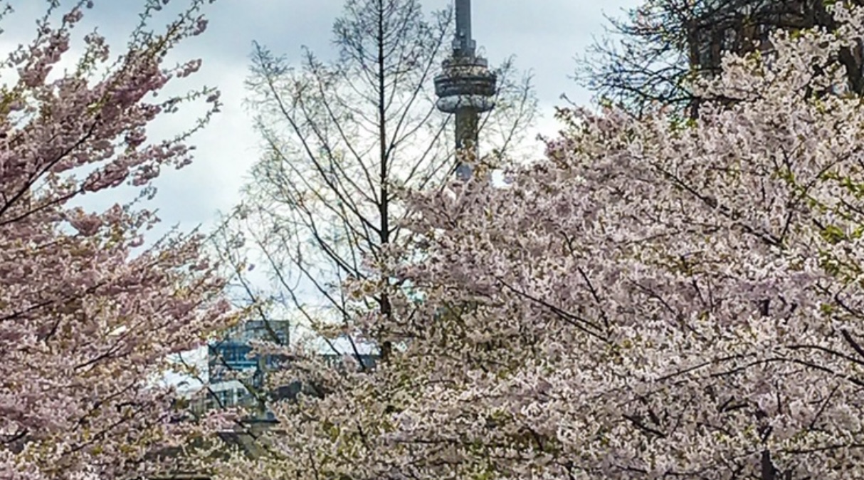 5 Cherry Blossom Spots In Toronto with Pros And Cons Jenz Journeys cherry-blossom-tree-free-photo-on-pixabay-pixabay